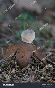 Attēlu rezultāti vaicājumam “Geastrum pectinatum”