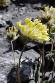 Attēlu rezultāti vaicājumam “Anthyllis maritima flower”
