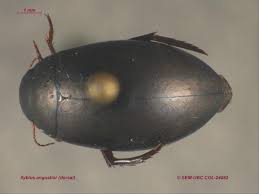 Attēlu rezultāti vaicājumam “Ilybius sp.”