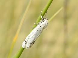 Attēlu rezultāti vaicājumam “Coscinia cribraria imago”