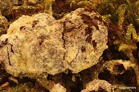 Attēlu rezultāti vaicājumam “Fuligo septica var. flava”