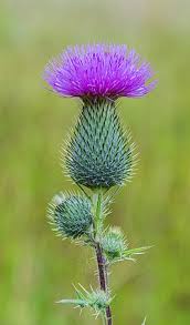 Attēlu rezultāti vaicājumam “Cirsium vulgare”