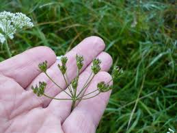 Image result for Pimpinella saxifraga