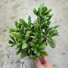 Image result for Crassula hobbit