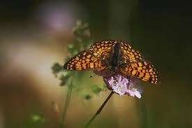Attēlu rezultāti vaicājumam “Melitaea phoebe underside”
