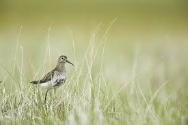 Attēlu rezultāti vaicājumam “Calidris alpina adult”