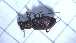 Attēlu rezultāti vaicājumam “Elaphrus cupreus”