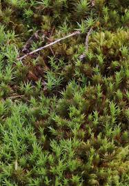 Attēlu rezultāti vaicājumam “Polytrichales”