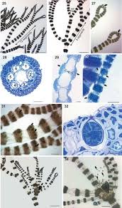 Attēlu rezultāti vaicājumam “Ceramium sp.”