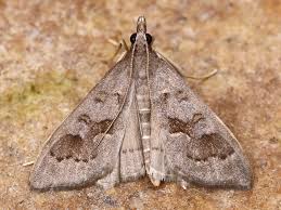 Attēlu rezultāti vaicājumam “Mecyna flavalis”