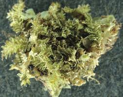 Attēlu rezultāti vaicājumam “Tritomaria exsectiformis”