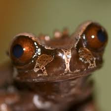 Attēlu rezultāti vaicājumam “Epirhoe tristata”