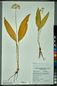 Attēlu rezultāti vaicājumam “Allium ursinum”