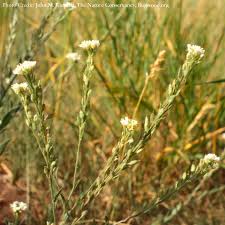 Attēlu rezultāti vaicājumam “Berteroa incana flower”