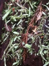 Attēlu rezultāti vaicājumam “Plagiothecium undulatum”