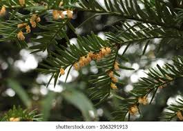 Attēlu rezultāti vaicājumam “Taxus baccata male flower”