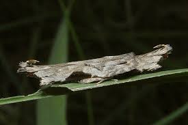 Attēlu rezultāti vaicājumam “Hypatima rhomboidella”