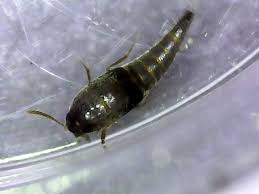 Attēlu rezultāti vaicājumam “Sepedophilus sp.”