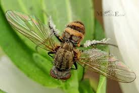 Attēlu rezultāti vaicājumam “Entomophthora”