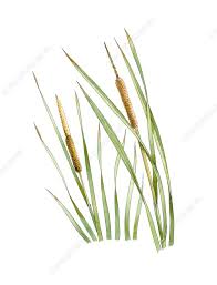 Attēlu rezultāti vaicājumam “Typha latifolia”