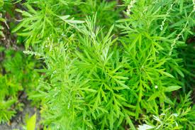 Image result for Artemisia annua