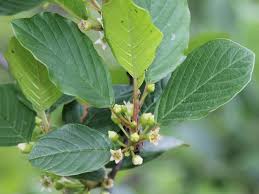 Attēlu rezultāti vaicājumam “Frangula alnus leaf”