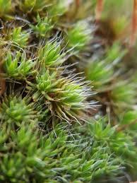 Attēlu rezultāti vaicājumam “Polytrichum piliferum sporophyte”