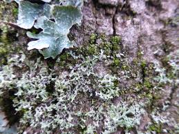 Attēlu rezultāti vaicājumam “Physcia tenella”