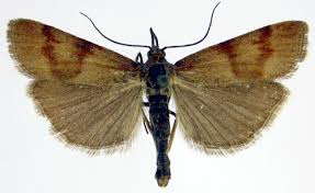 Attēlu rezultāti vaicājumam “Hypochalcia ahenella”