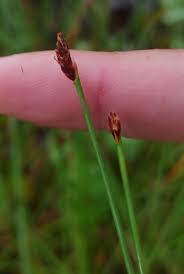 Attēlu rezultāti vaicājumam “Eleocharis uniglumis flower”