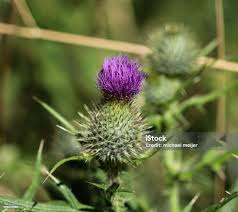 Attēlu rezultāti vaicājumam “Cirsium vulgare flower”