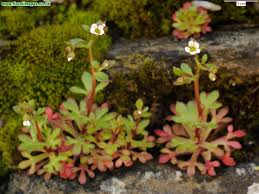 Attēlu rezultāti vaicājumam “Saxifraga tridactylites flower”