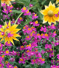 Image result for Schizanthus