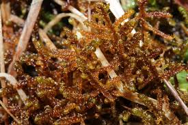 Attēlu rezultāti vaicājumam “Scorpidium scorpioides”