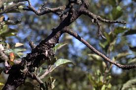 Attēlu rezultāti vaicājumam “Nectria sp., Neonectria sp.”