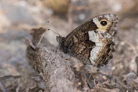 Attēlu rezultāti vaicājumam “Hipparchia alcyone underside”