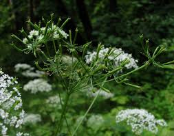 Attēlu rezultāti vaicājumam “Chaerophyllum aromaticum”