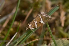 Attēlu rezultāti vaicājumam “Deltote bankiana”