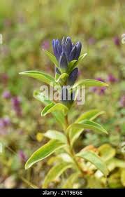 Attēlu rezultāti vaicājumam “Gentiana cruciata bud”