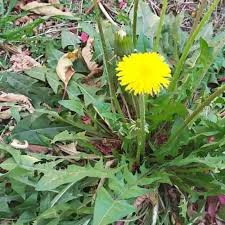 Image result for diente de leon