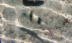 Image result for Parupeneus trifasciatus
