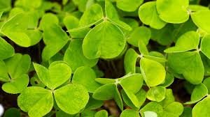 Attēlu rezultāti vaicājumam “Oxalis acetosella leaf”