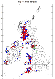 Attēlu rezultāti vaicājumam “Hypotrachyna sp.”