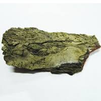 Attēlu rezultāti vaicājumam “Megalaria grossa”