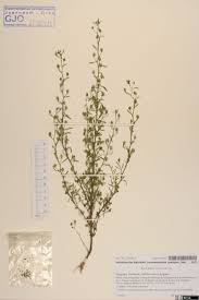 Attēlu rezultāti vaicājumam “Microrrhinum minus”