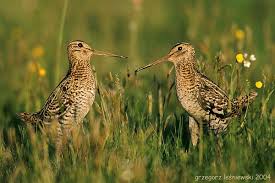 Image result for Gallinago media