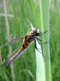 Attēlu rezultāti vaicājumam “Leucorrhinia pectoralis”
