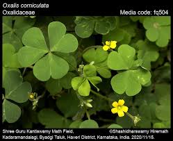 Attēlu rezultāti vaicājumam “Oxalis corniculata”