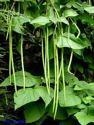 Attēlu rezultāti vaicājumam “Catalpa ovata fruit”