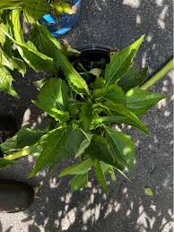 Attēlu rezultāti vaicājumam “Rudbeckia hirta var. hirta leaf”